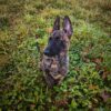 Médaille personnalisée pour chiens et chats